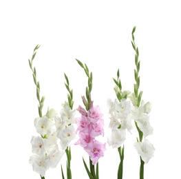 Beautiful color gladiolus flowers on white background