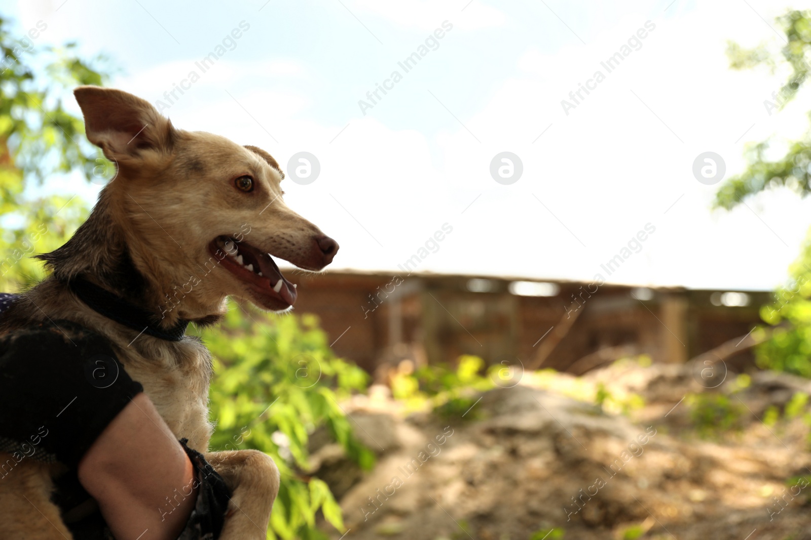 Photo of Woman with homeless dog outdoors, space for text. Concept of volunteering