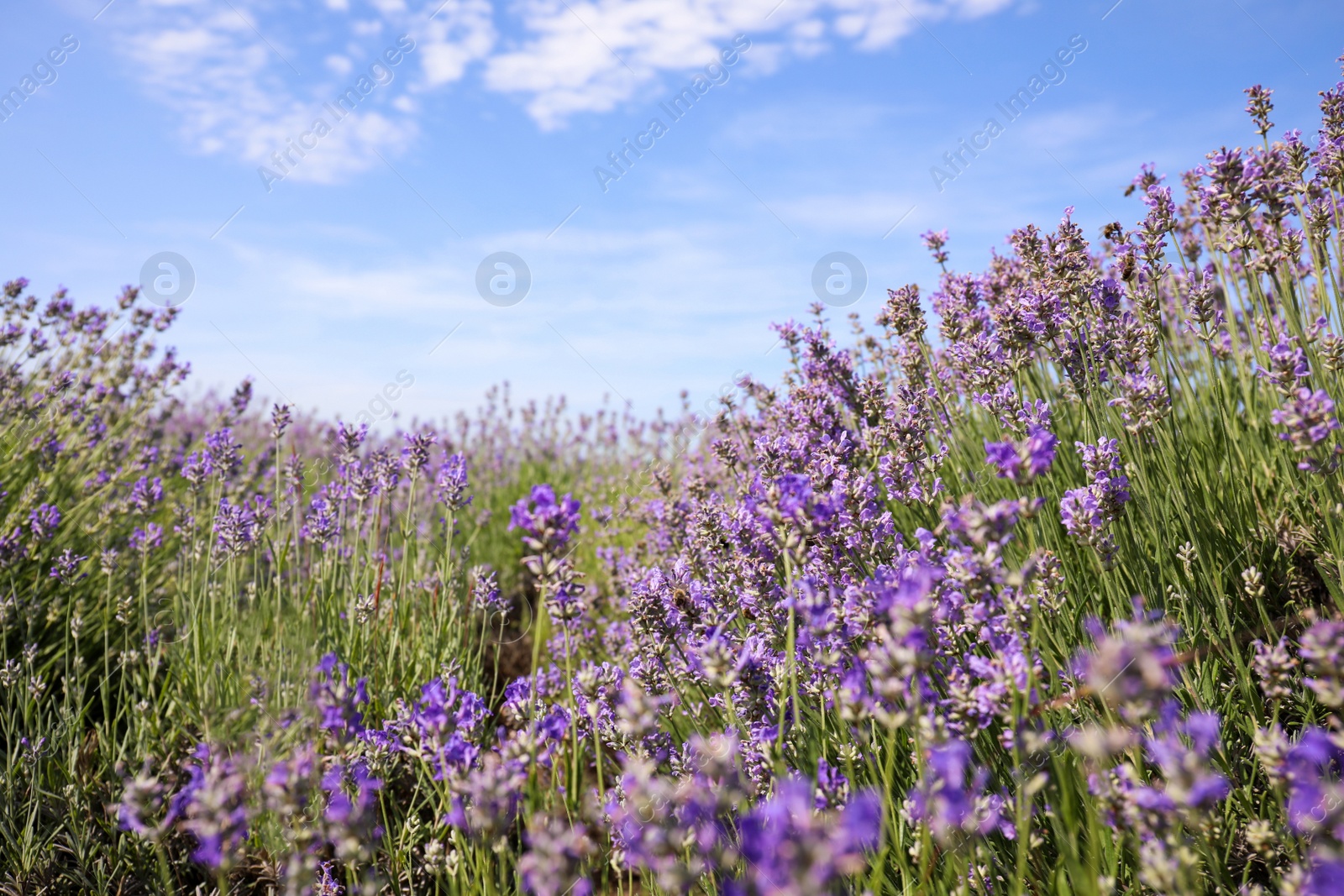 Photo of Beautiful blooming lavender field on summer day