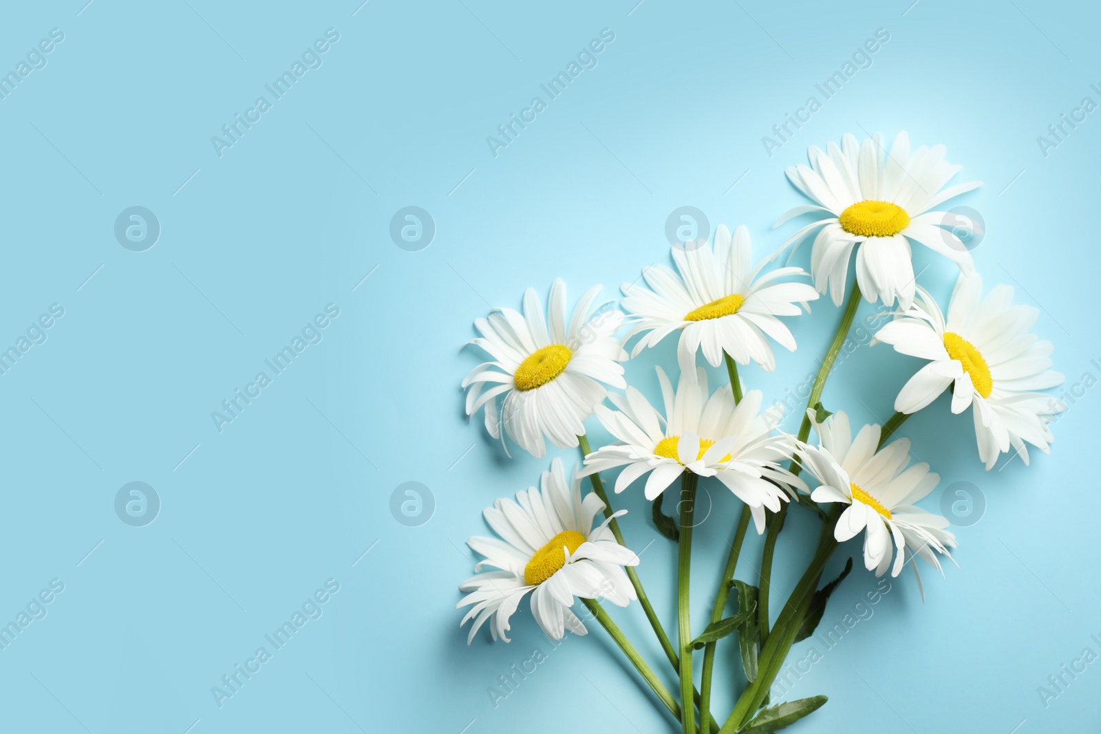 Photo of Bouquet of beautiful chamomile flowers on blue background, top view. Space for text