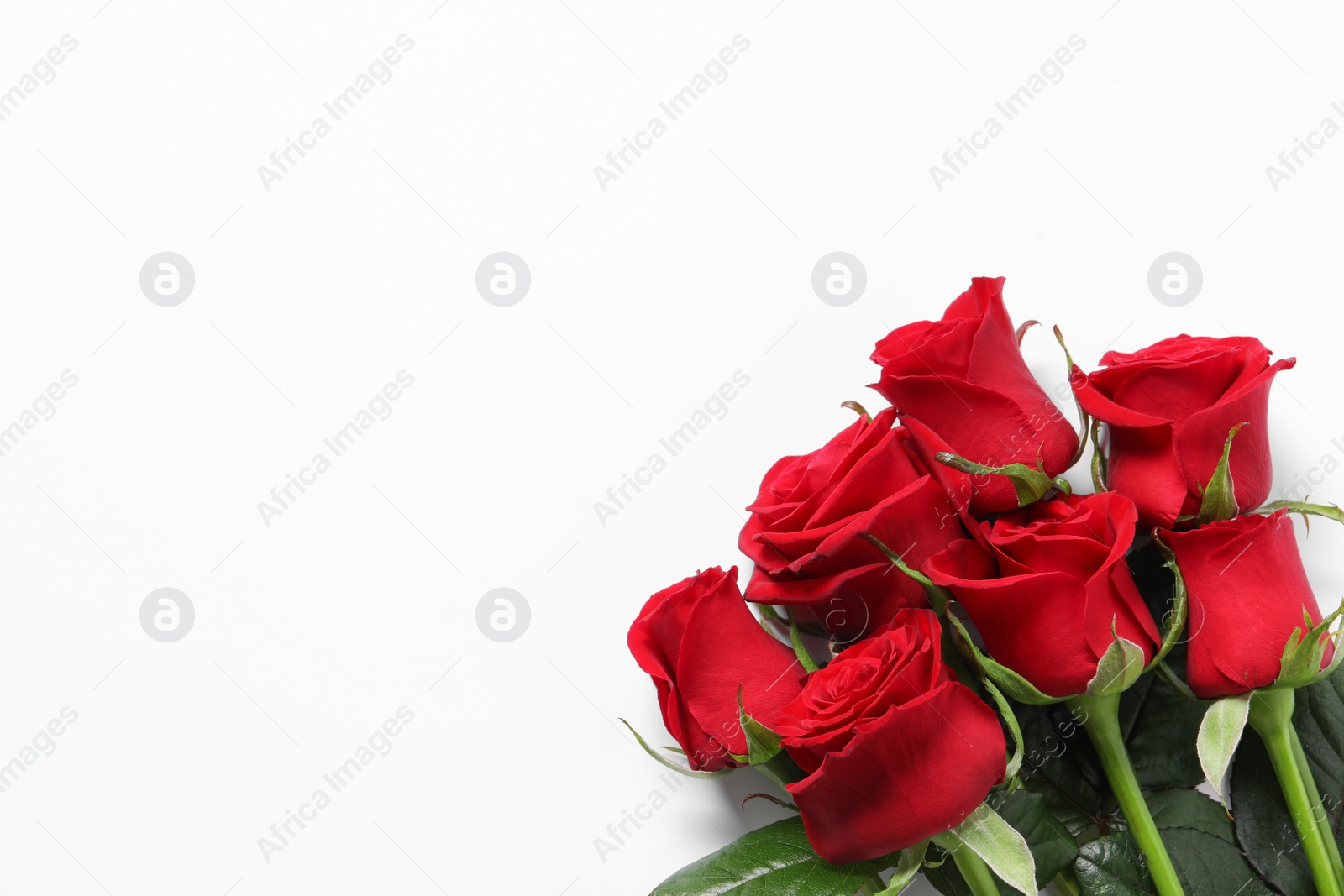 Photo of Beautiful red roses on white background, top view. Space for text