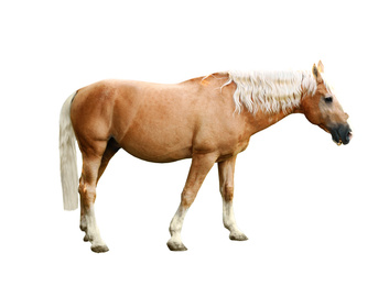 Image of Palomino horse on white background. Beautiful pet