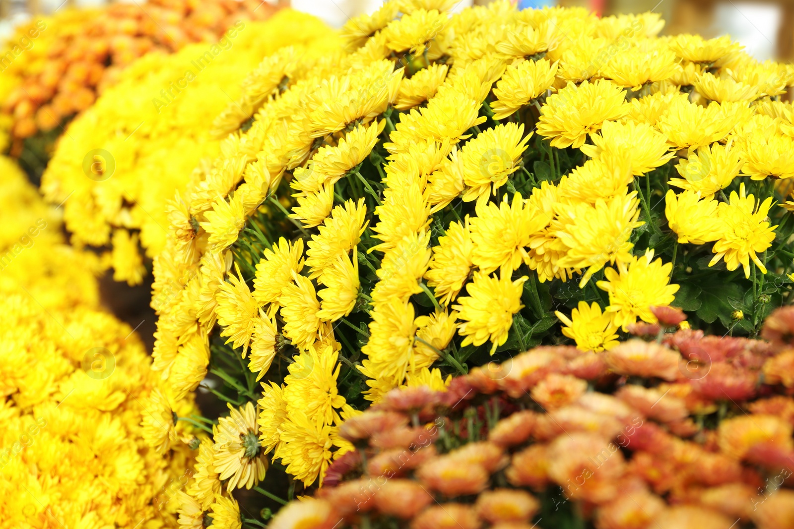 Photo of View of fresh beautiful colorful chrysanthemum flowers