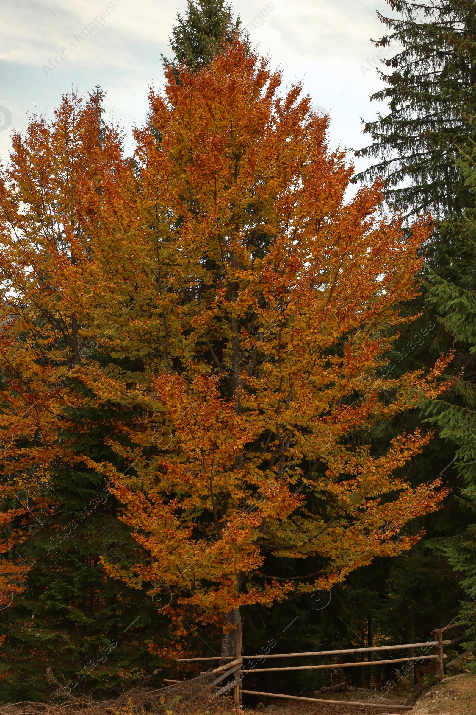 Photo of Beautiful tree with bright orange leaves in forest