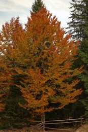 Photo of Beautiful tree with bright orange leaves in forest