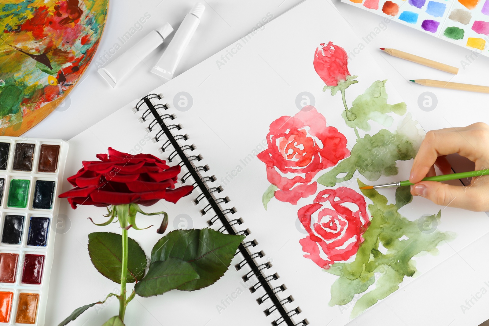 Photo of Woman painting roses in sketchbook at white table, top view