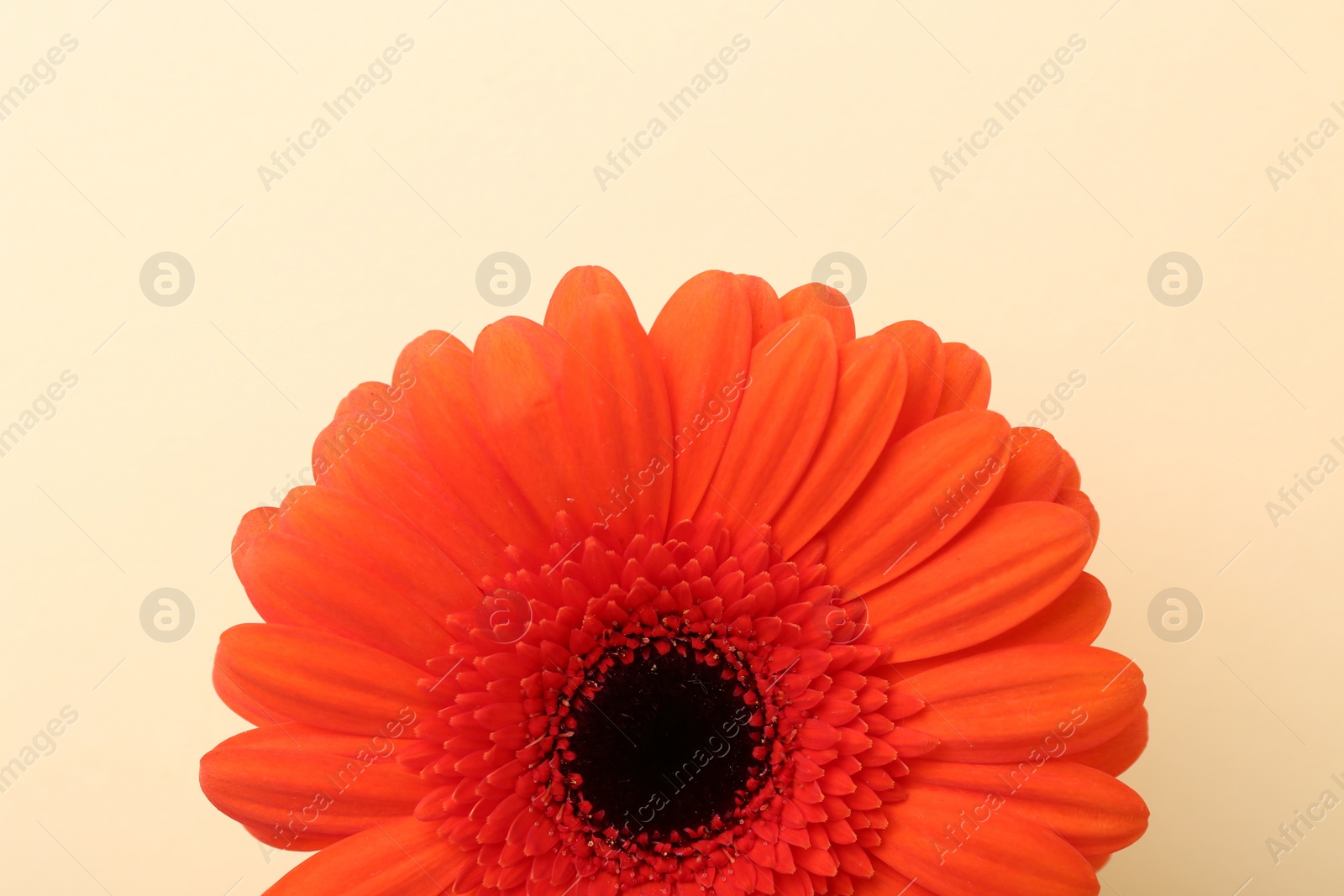 Photo of Beautiful orange gerbera flower on beige background, top view