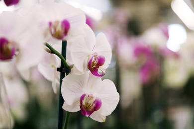 Photo of Beautiful blooming tropical orchid in store, closeup. Space for text