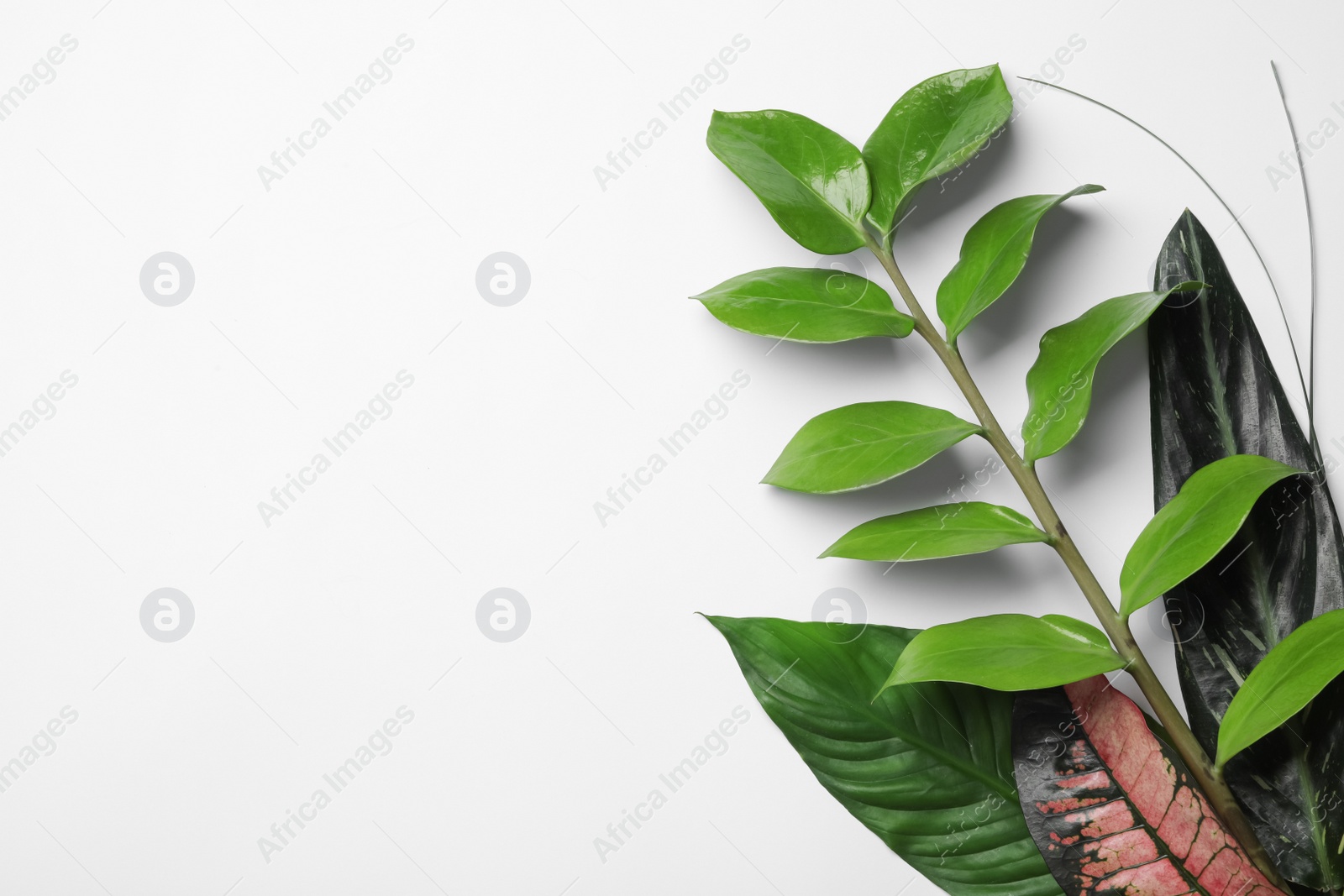 Photo of Flat lay composition with tropical leaves and space for text on white background