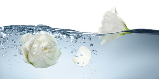 Image of Beautiful white Eustoma flower buds in water on white background