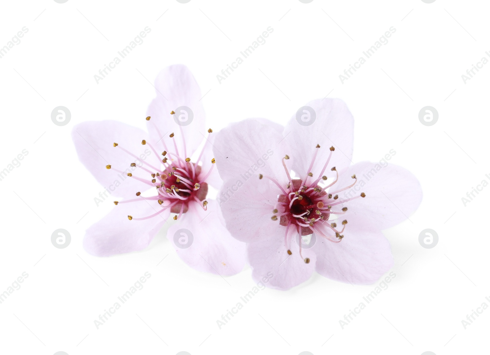 Photo of Beautiful plum blossom isolated on white. Spring season