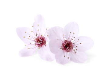 Beautiful plum blossom isolated on white. Spring season