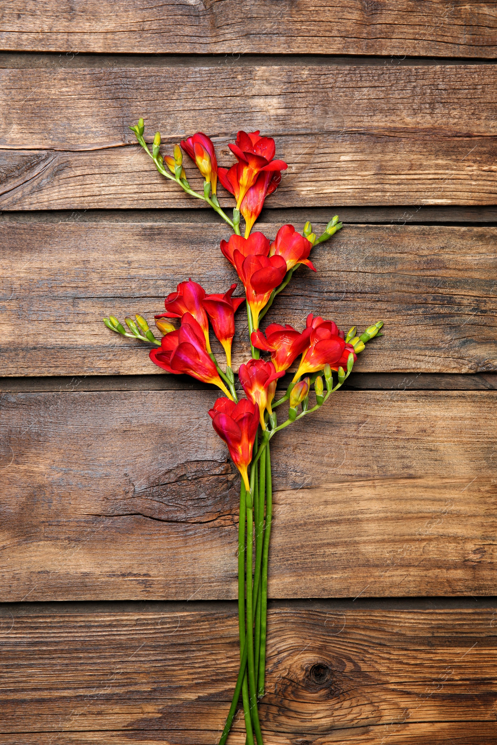 Photo of Beautiful freesia flowers on wooden background