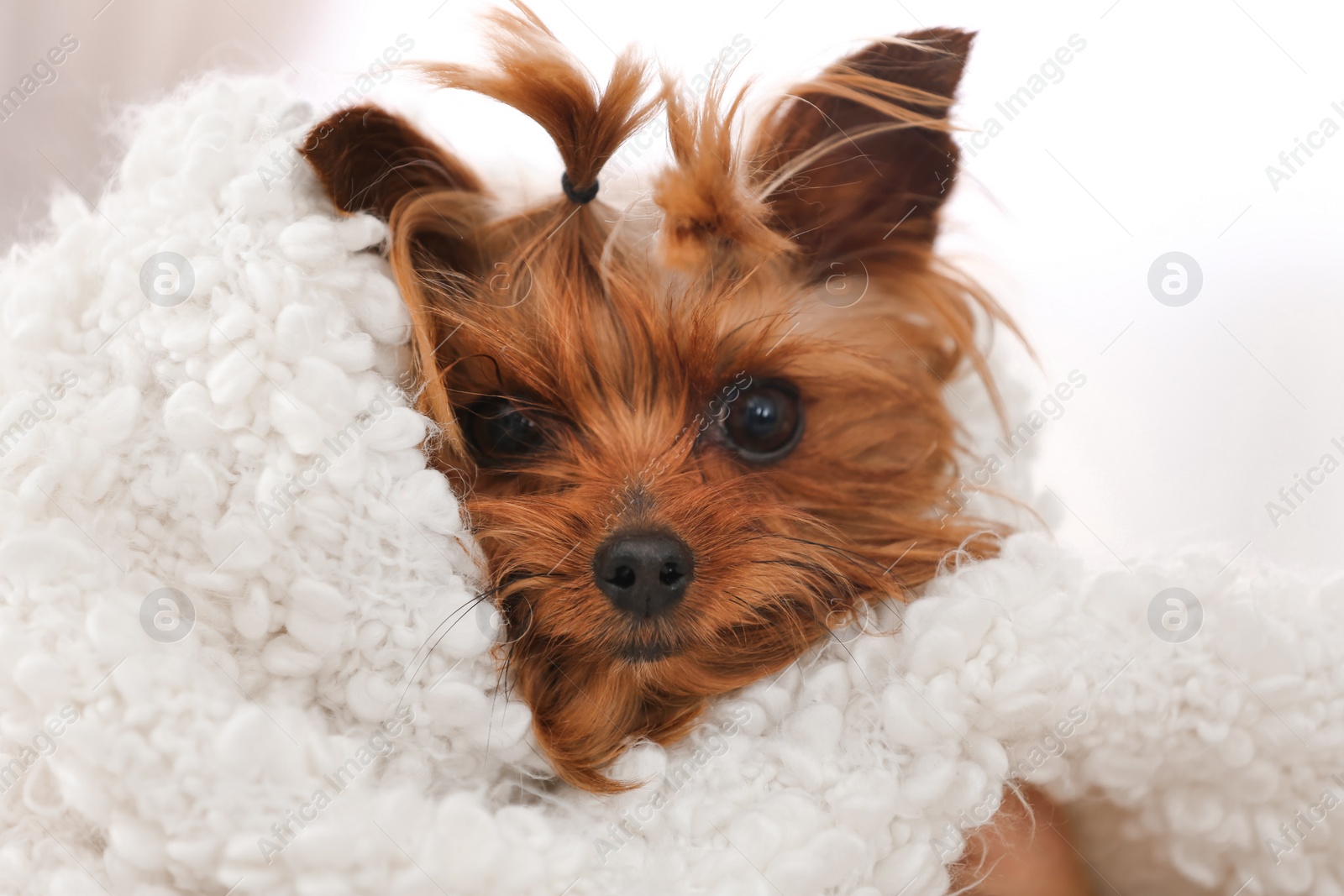 Photo of Adorable Yorkshire terrier under plaid. Happy dog