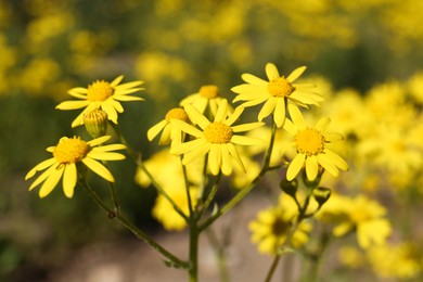 Photo of Beautiful yellow wildflowers growing in meadow on sunny day, closeup