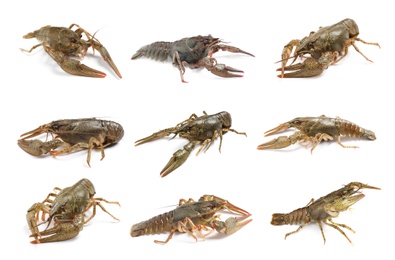 Image of Set of fresh crayfishes on white background