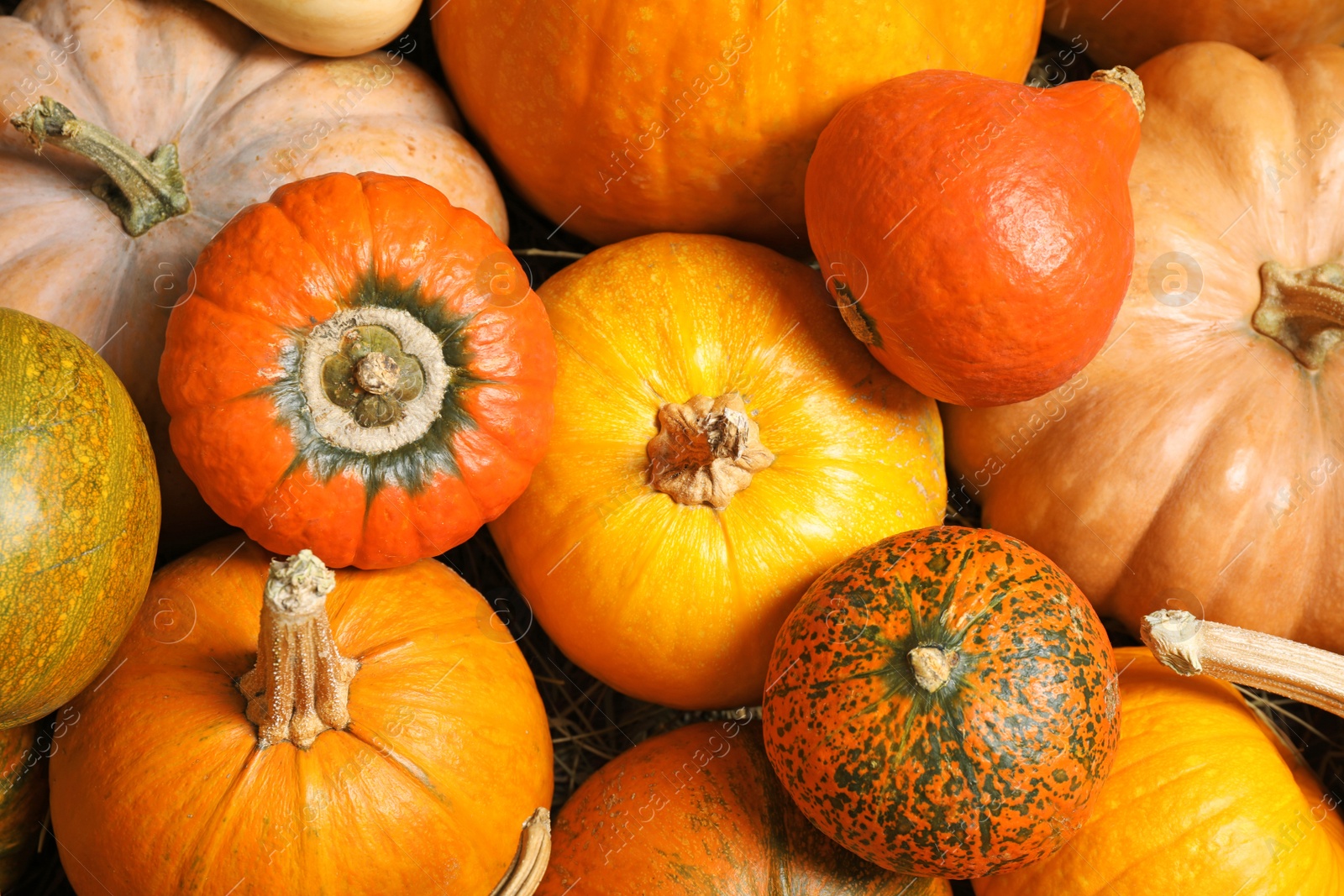 Photo of Many fresh ripe pumpkins as background, top view. Holiday decoration