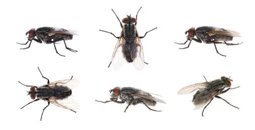 Image of Collage with common black flies on white background