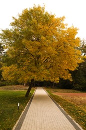 Photo of Beautiful tree with yellow leaves in autumn park