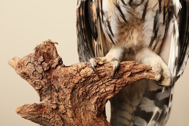 Photo of Beautiful eagle owl on tree against beige background, closeup. Predatory bird