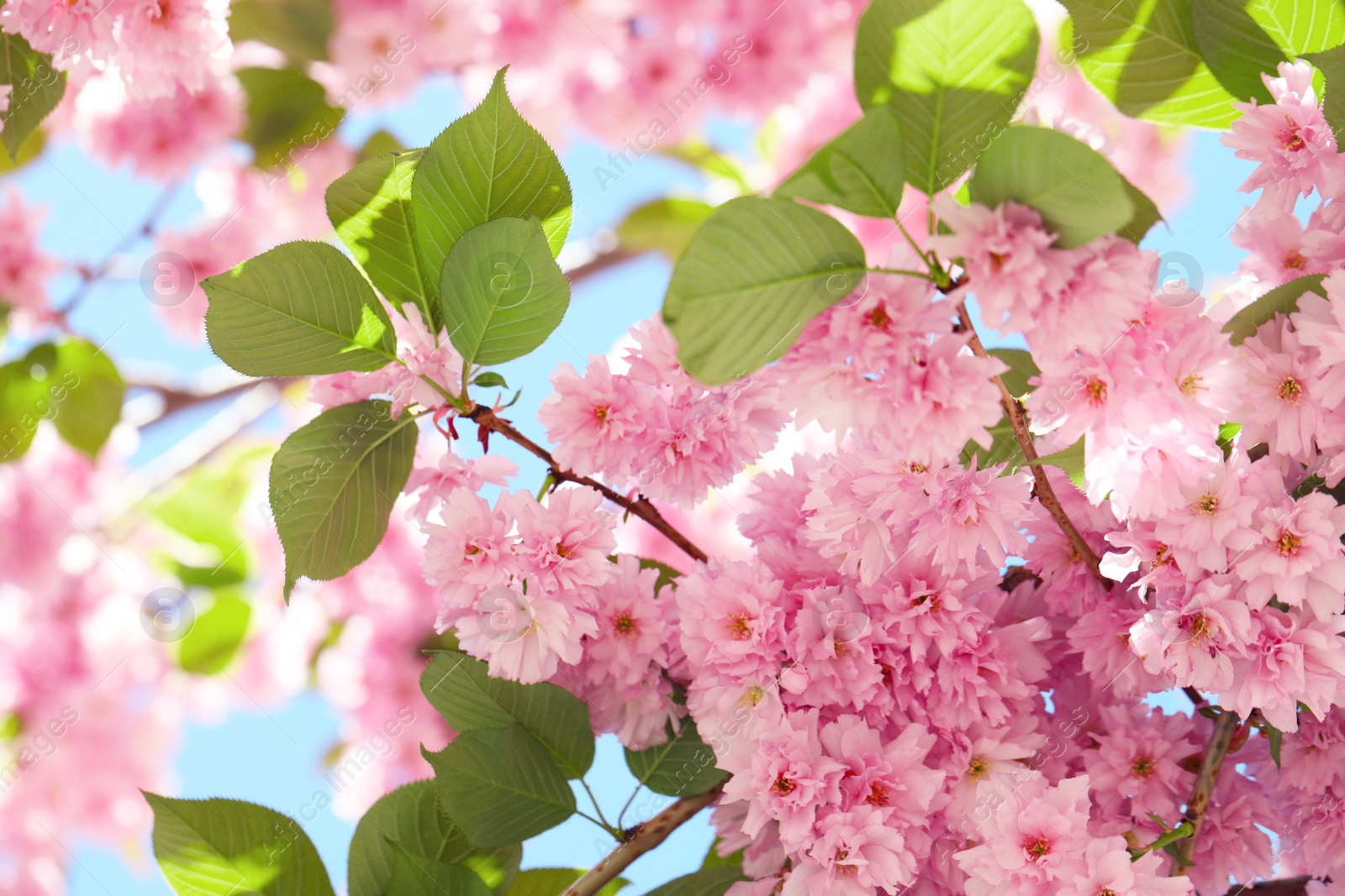 Photo of Beautiful sakura tree with pink flowers outdoors, closeup