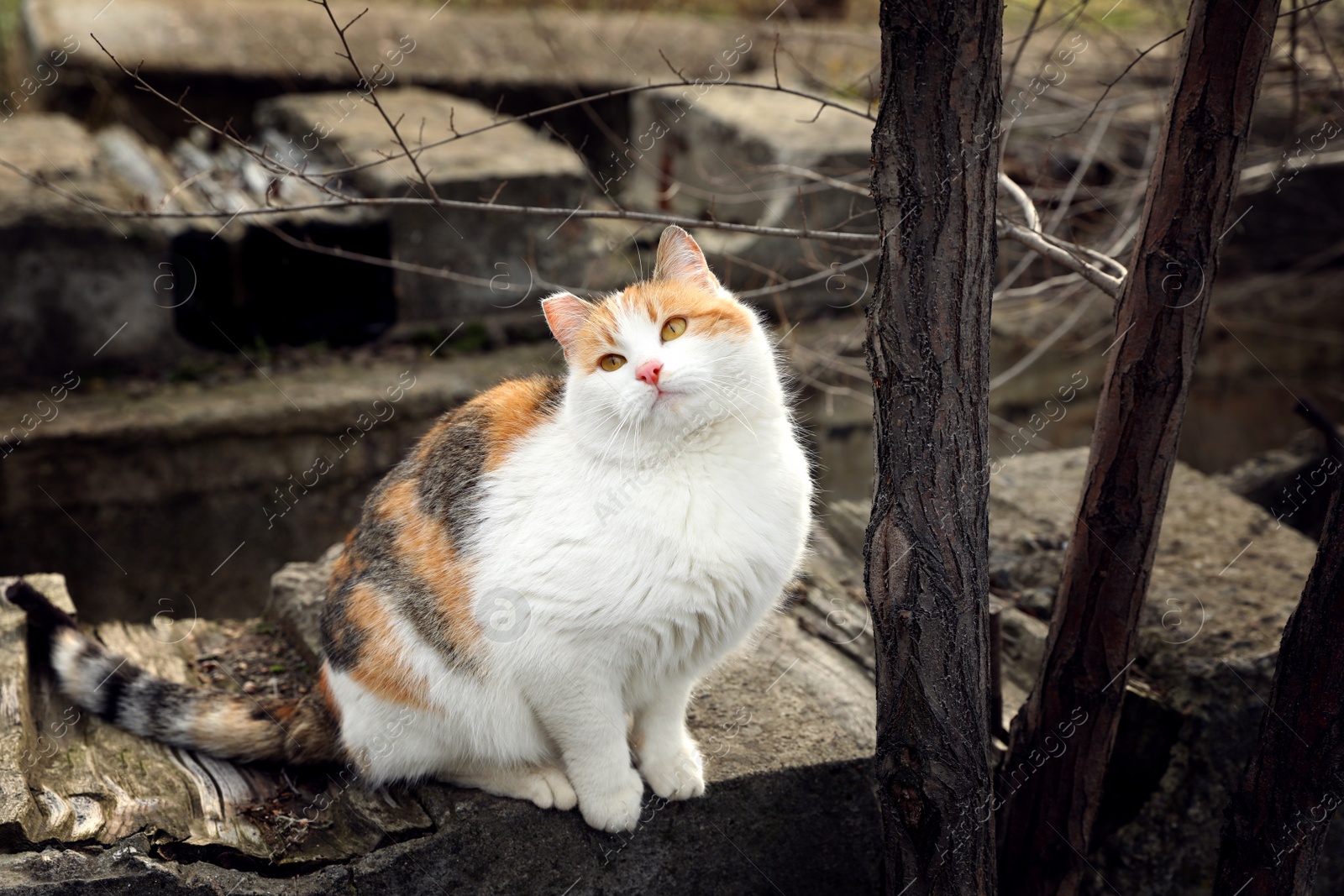 Photo of Lonely stray cat outdoors. Pet homelessness problem