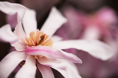 Photo of Beautiful blooming flower of magnolia tree on blurred background, closeup