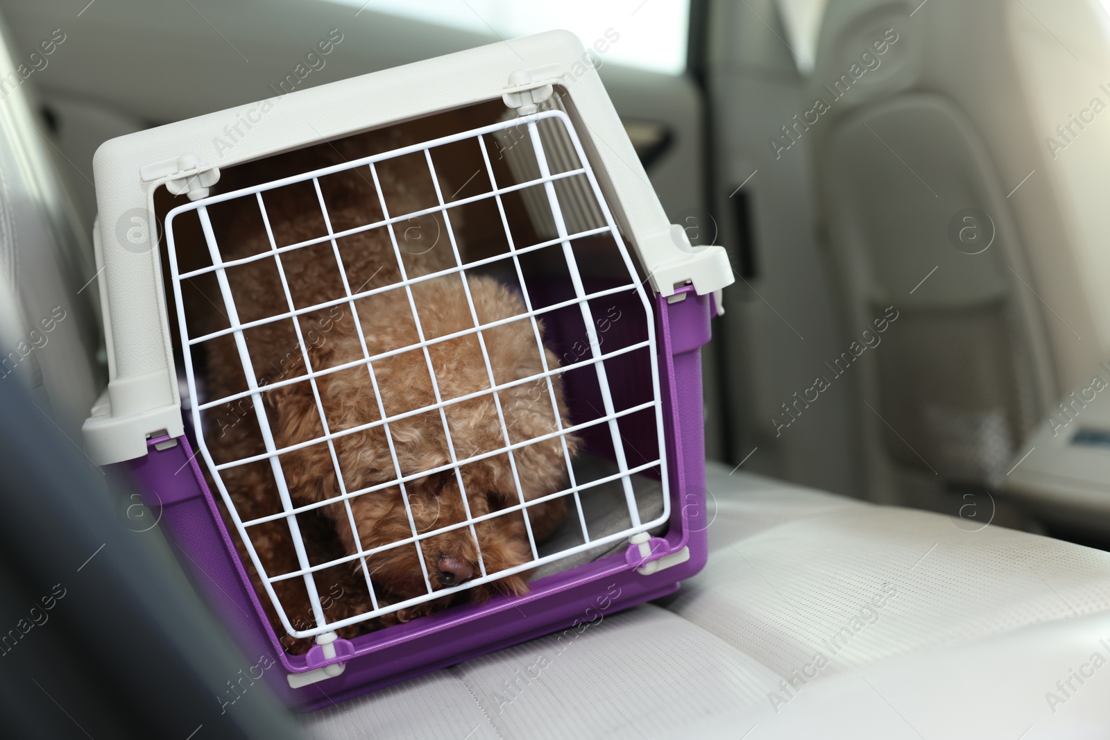 Photo of Cute dog in pet carrier travelling by car. Space for text