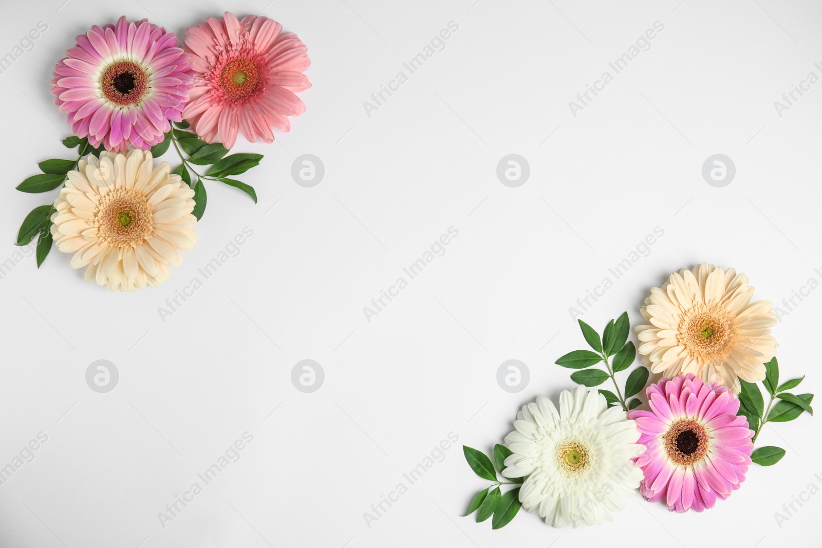 Photo of Flat lay composition with beautiful bright gerbera flowers on white background. Space for text