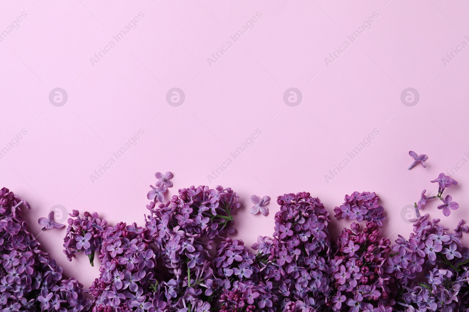 Photo of Beautiful lilac blossom on pink background, flat lay. Space for text