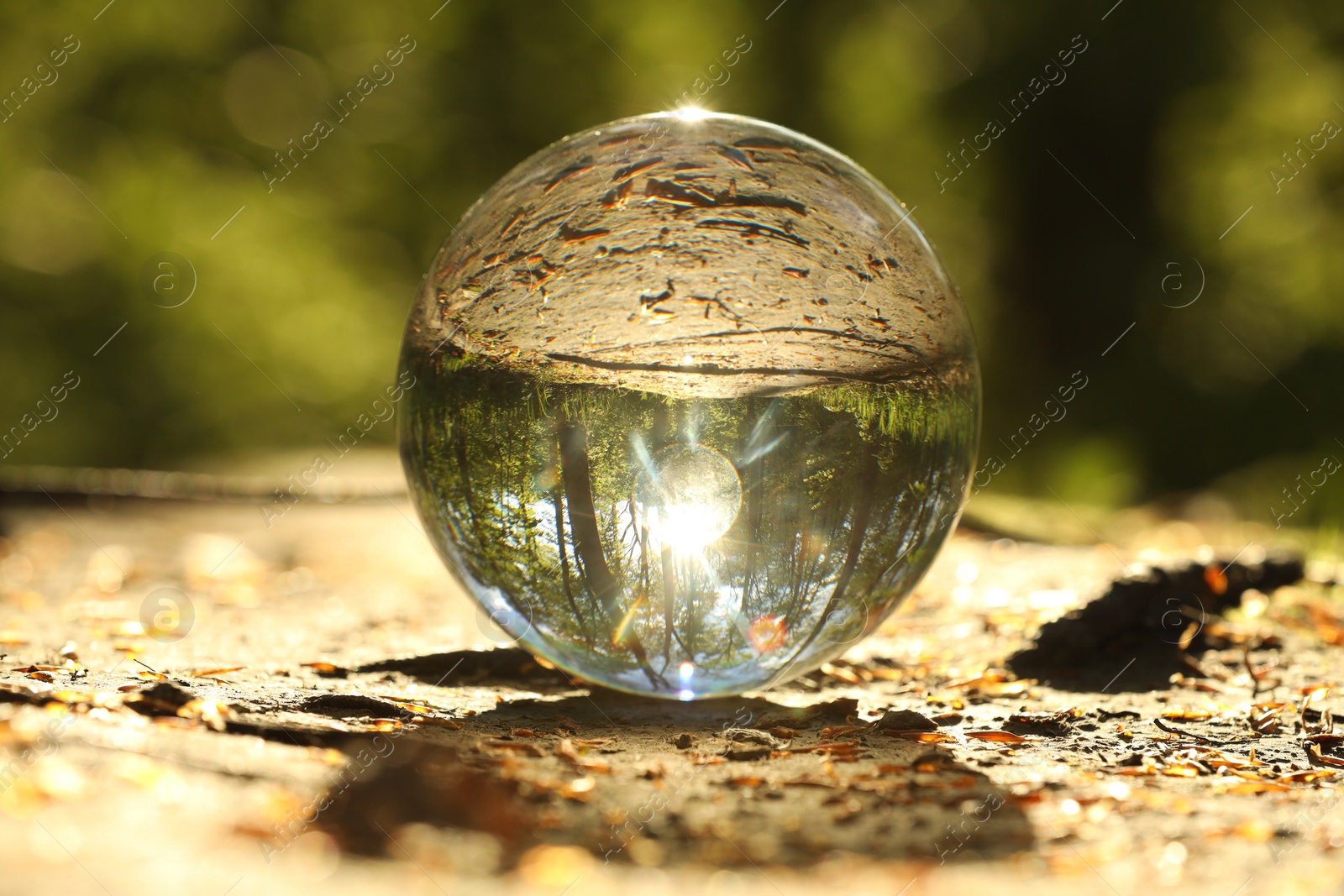 Photo of Beautiful forest with green trees, overturned reflection. Crystal ball on ground outdoors