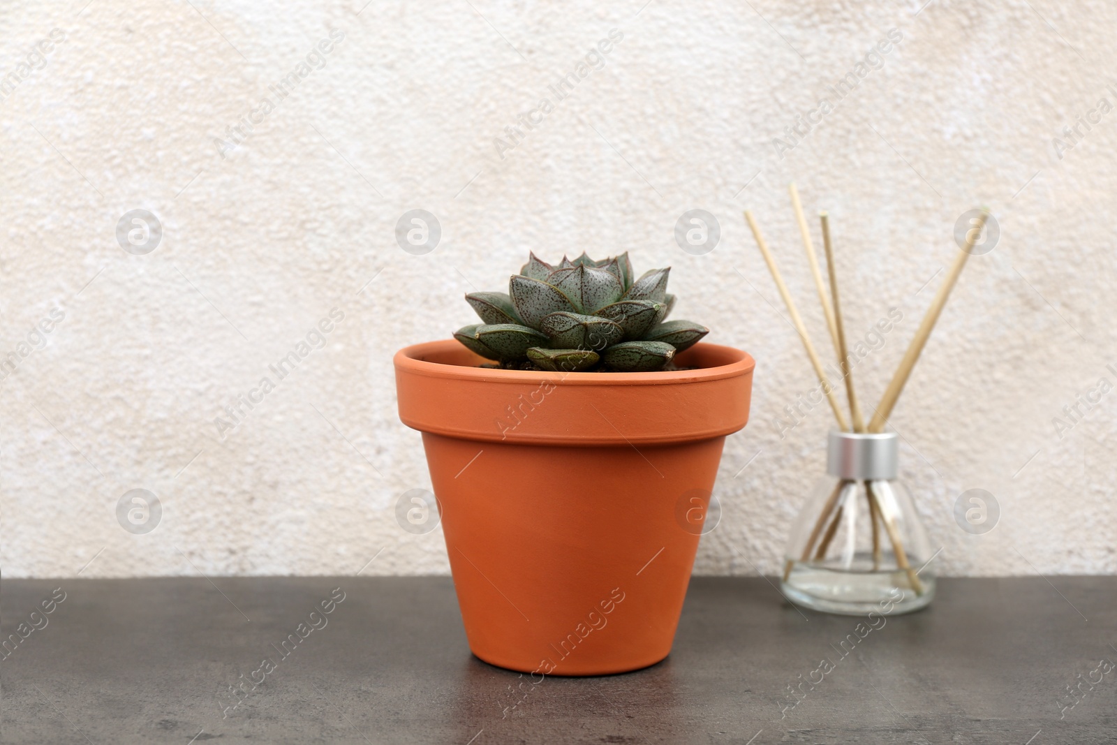 Photo of Beautiful succulent on grey stone table. Home plant