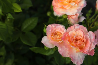 Photo of Beautiful blooming coral roses on bush outdoors, closeup. Space for text