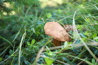 Photo of Mushroom growing in forest, closeup. Picking season