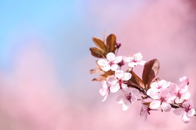 Photo of Branch of blossoming spring tree with tiny flowers on blurred background. Space for text