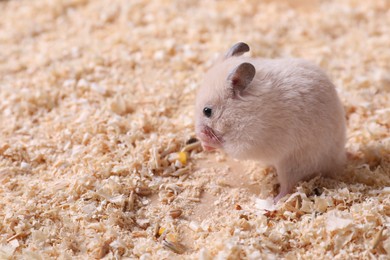 Photo of Cute little fluffy hamster on wooden shavings. Space for text