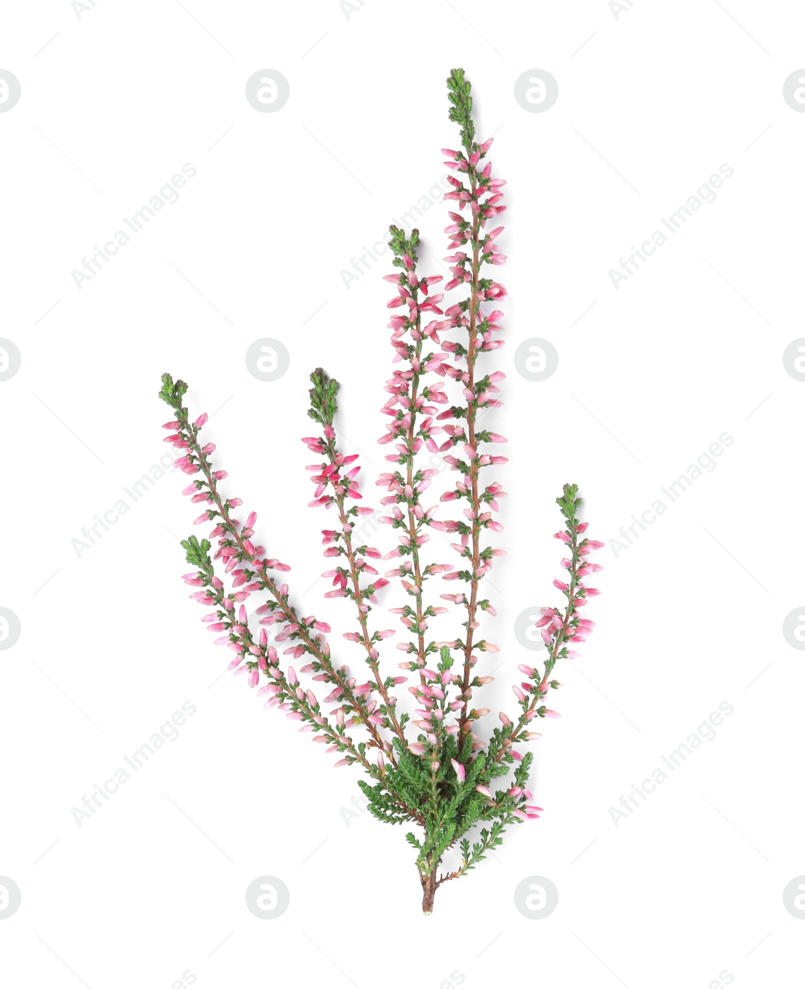 Photo of Branch of heather with beautiful flowers isolated on white