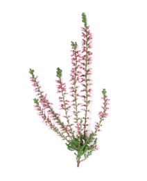 Photo of Branch of heather with beautiful flowers isolated on white