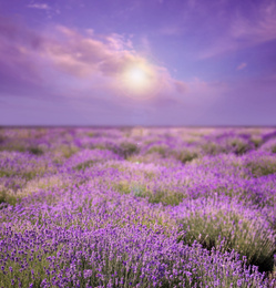 Image of Beautiful sky over lavender field on sunny day