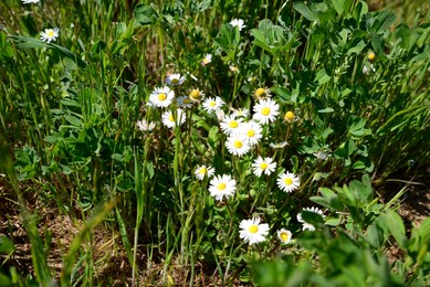 Photo of Beautiful camomile flowers in fresh green grass outdoors on sunny day