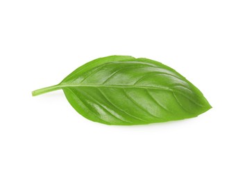 Photo of One green basil leaf isolated on white