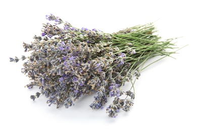 Photo of Beautiful blooming lavender flowers on white background