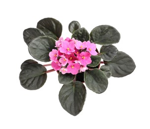 Photo of Beautiful violet flowers isolated on white, top view. Plant for house decor