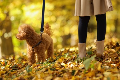 Photo of Girl with cute Maltipoo dog on leash walking in autumn park, closeup