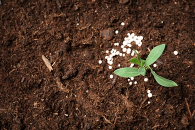 Photo of Green plant in soil and chemical fertilizer, above view with space for text. Gardening season