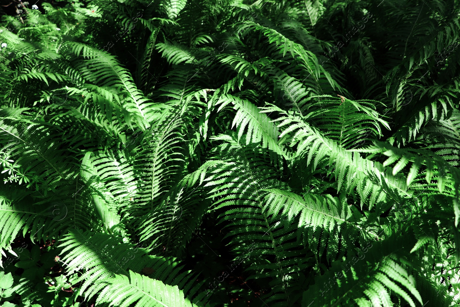 Photo of Beautiful fern with lush green leaves growing outdoors