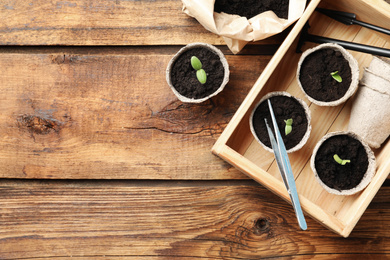 Photo of Flat lay composition with young seedlings on wooden table. Space for text