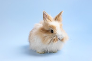 Photo of Cute little rabbit on light blue background