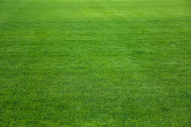 Photo of Green lawn with fresh grass as background