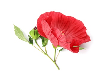 Photo of Beautiful red hibiscus flower on white background